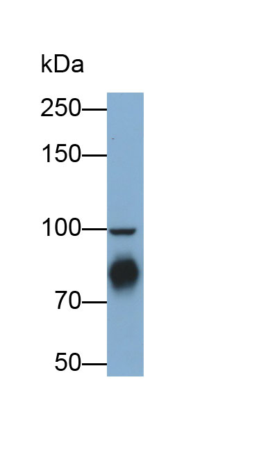 Polyclonal Antibody to Homing Associated Cell Adhesion Molecule (HCAM)