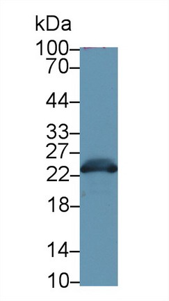 Polyclonal Antibody to Glutathione S Transferase Alpha 3 (GSTa3)
