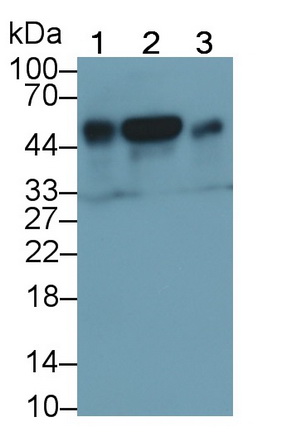 Polyclonal Antibody to Cluster Of Differentiation 14 (CD14)