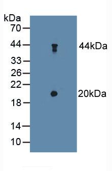 Polyclonal Antibody to Delta-Sleep Inducing Peptide (dSIP)