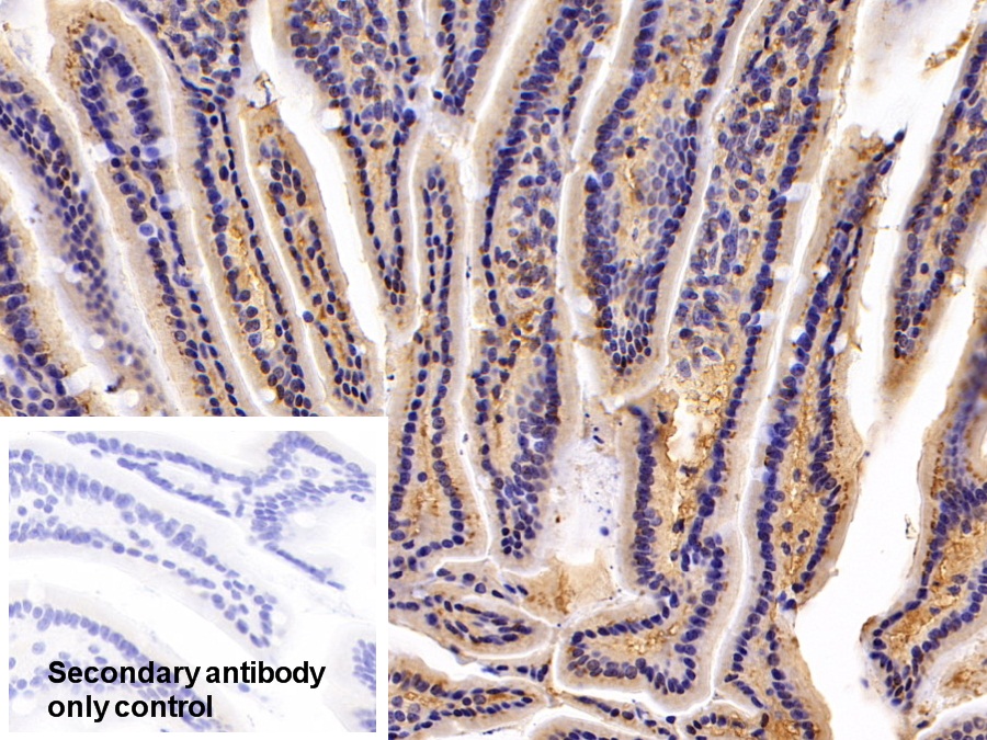 Polyclonal Antibody to Stromal Cell Derived Factor 4 (SDF4)