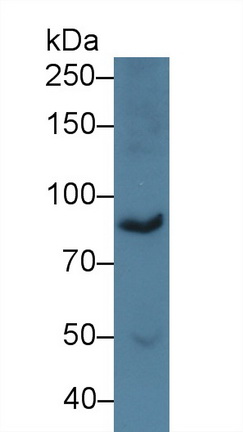 Polyclonal Antibody to Complement Component 7 (C7)