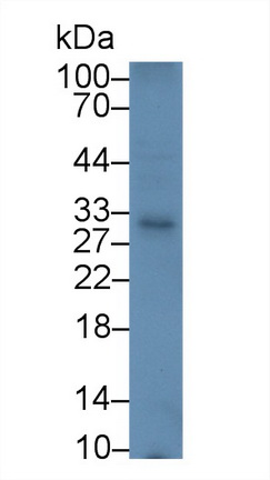 Polyclonal Antibody to Programmed Cell Death Protein 1 (PD1)