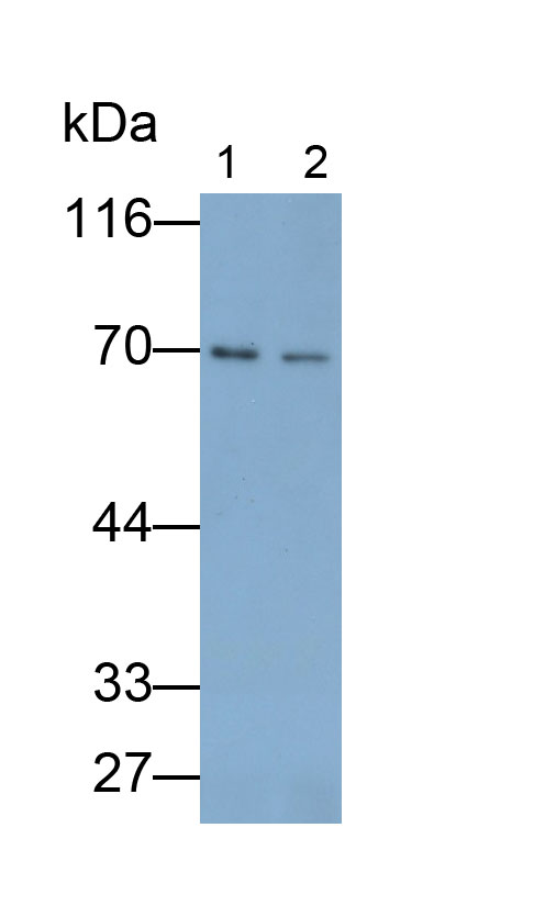 Polyclonal Antibody to Toll Like Receptor 4 (TLR4)