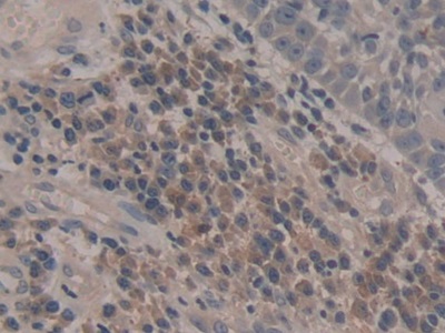 Polyclonal Antibody to Caspase 5 (CASP5)