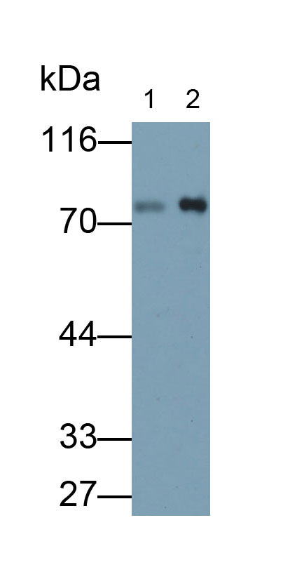 Polyclonal Antibody to Lactoferrin (LTF)