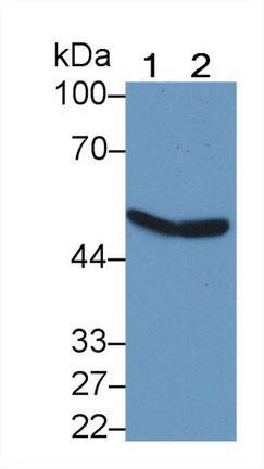 Polyclonal Antibody to Complement Factor P (CFP)