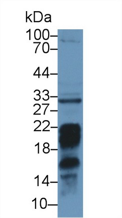 Polyclonal Antibody to Programmed Cell Death Protein 1 Ligand 2 (PDL2)