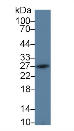 Polyclonal Antibody to Programmed Cell Death Protein 1 Ligand 2 (PDL2)