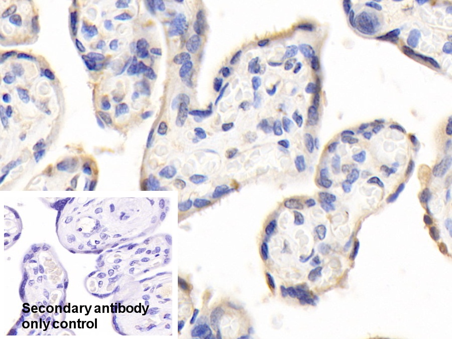 Polyclonal Antibody to Pregnancy Associated Plasma Protein A (PAPPA)