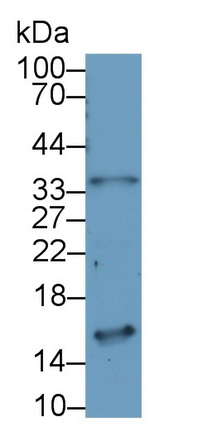 Polyclonal Antibody to Neuromedin B (NMB)