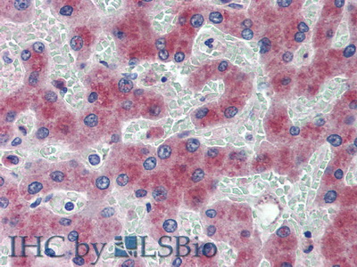 Polyclonal Antibody to Angiotensin I (AngI)