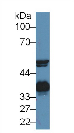 Polyclonal Antibody to Haptoglobin (Hpt)
