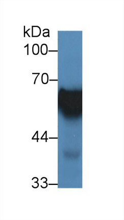 Polyclonal Antibody to Heat Shock Protein 60 (Hsp60)