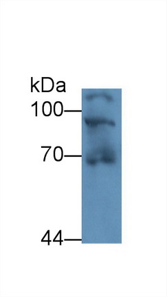 Polyclonal Antibody to Heat Shock Protein 90kDa Beta 1 (HSP90b1)