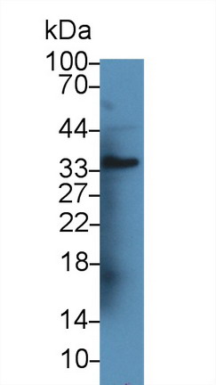 Polyclonal Antibody to Angiopoietin-3 (ANG-3)