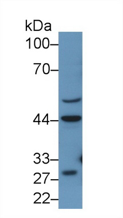 Polyclonal Antibody to Renin (REN)