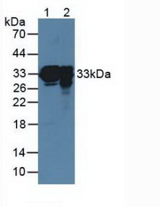 Polyclonal Antibody to Pulmonary Surfactant Associated Protein A1 (SFTPA1)