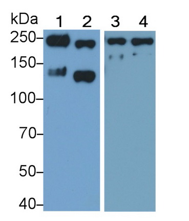Polyclonal Antibody to L1-Cell Adhesion Molecule (L1CAM)