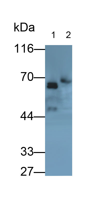 Polyclonal Antibody to Sialic Acid Binding Ig Like Lectin 5 (SIGLEC5)