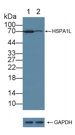 Polyclonal Antibody to Heat Shock 70kDa Protein 1 Like Protein (HSPA1L)