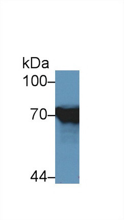 Polyclonal Antibody to Heat Shock 70kDa Protein 1 Like Protein (HSPA1L)