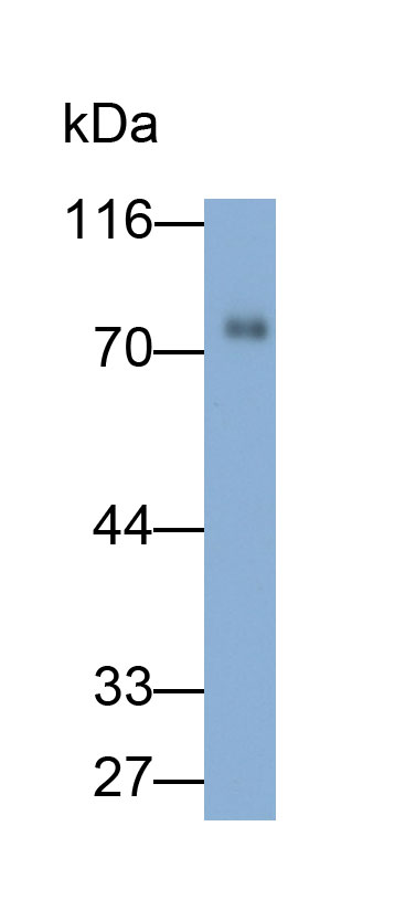 Polyclonal Antibody to Alkaline Phosphatase, Intestinal (ALPI)