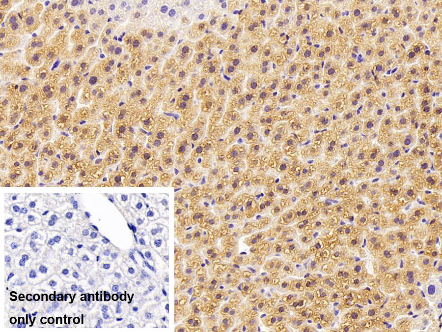 Polyclonal Antibody to Arginase (ARG)