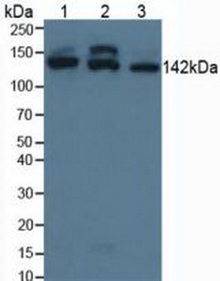Polyclonal Antibody to Structural Maintenance Of Chromosomes Protein 3 (SMC3)