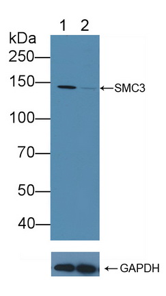 Polyclonal Antibody to Structural Maintenance Of Chromosomes Protein 3 (SMC3)