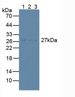 Polyclonal Antibody to Target Of The Antiproliferative Antibody 1 (TAPA1)