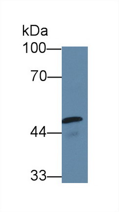 Polyclonal Antibody to Caspase 10 (CASP10)