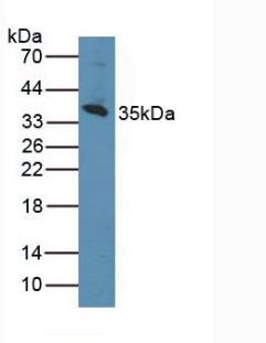 Polyclonal Antibody to Cluster Of Differentiation 1d (CD1d)