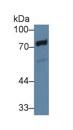 Polyclonal Antibody to Taxilin Alpha (TXLNa)