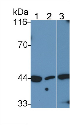 Polyclonal Antibody to Mitogen Activated Protein Kinase 14 (MAPK14)