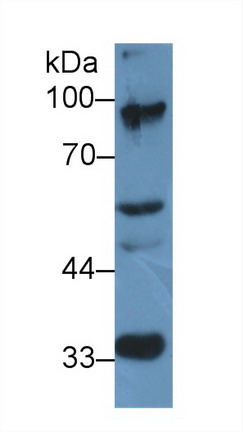 Polyclonal Antibody to Elongin A (ELOA)