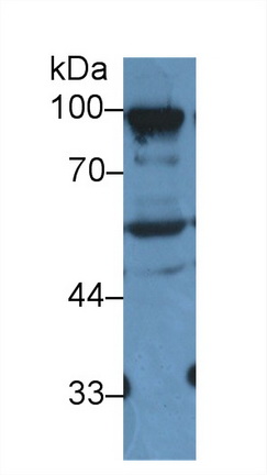 Polyclonal Antibody to Elongin A (ELOA)