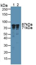 Polyclonal Antibody to Integrin Beta 3 (ITGb3)