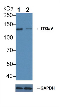 Polyclonal Antibody to Integrin Alpha V (ITGaV)