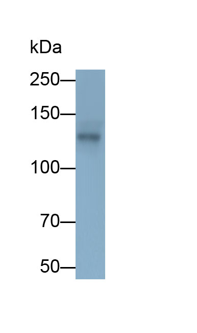 Polyclonal Antibody to Integrin Alpha 1 (ITGa1)
