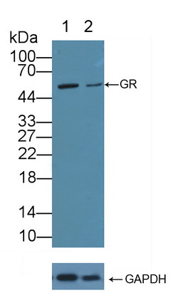 Polyclonal Antibody to Glutathione Reductase (GR)