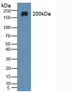 Polyclonal Antibody to Microtubule Associated Protein 2 (MAP2)