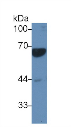 Polyclonal Antibody to Involucrin (INV)