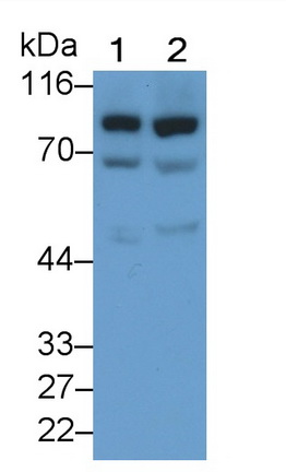 Polyclonal Antibody to Glucuronidase Beta (GUSb)