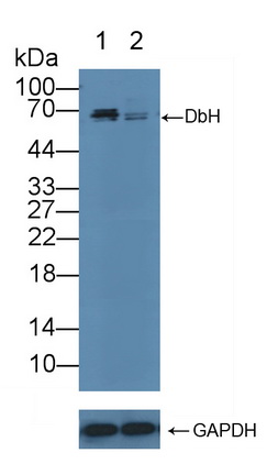 Polyclonal Antibody to Dopamine Beta Hydroxylase (DbH)