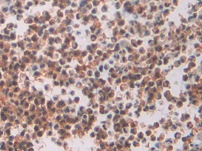 Polyclonal Antibody to Macrophage Erythroblast Attacher (MAEA)