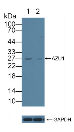 Polyclonal Antibody to Azurocidin (AZU)