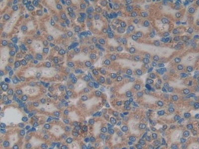 Polyclonal Antibody to Connexin 40 (CX40)