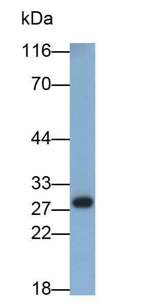 Polyclonal Antibody to Connexin 26 (CX26)