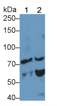 Polyclonal Antibody to Dystrophin (DMD)